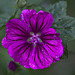 20110615 5883RMw [D~LIP] Wilde Malve (Malva sylvestris), Bad Salzuflen