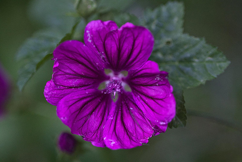 20110615 5883RMw [D~LIP] Wilde Malve (Malva sylvestris), Bad Salzuflen