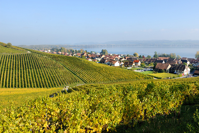 Les vignes du Mont-Vully...