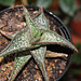 Aloe descoingsii