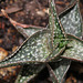 Aloe descoingsii