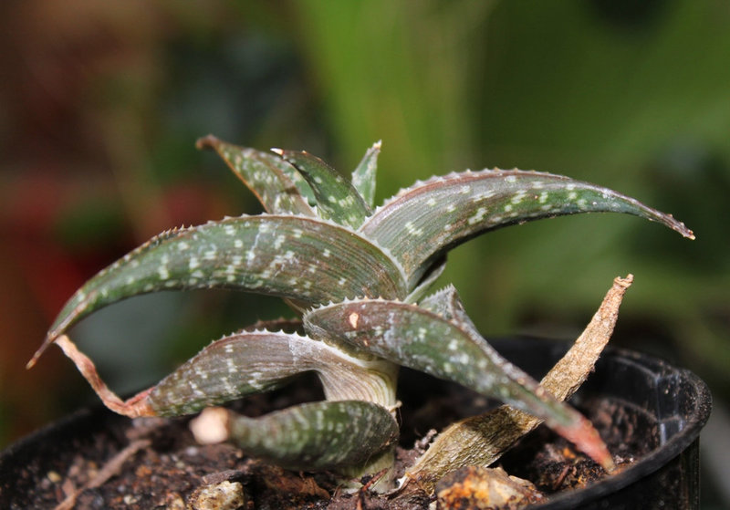 Aloe descoingsii