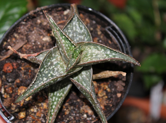 Aloe descoingsii