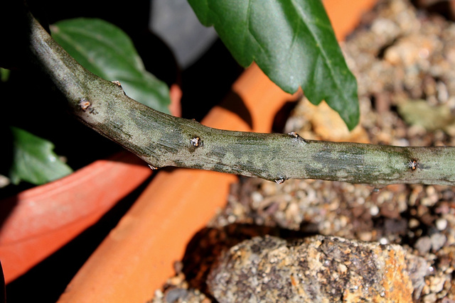 Tentacule Ceropegia cimiciodora