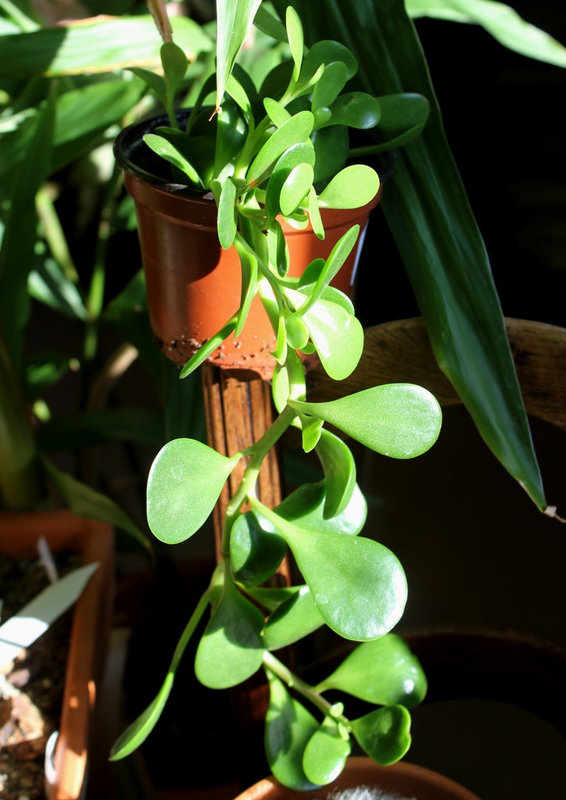 Senecio jacobsenii (2)