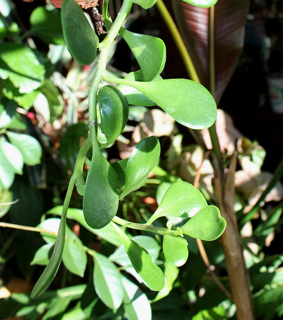 Senecio jacobsenii (3)