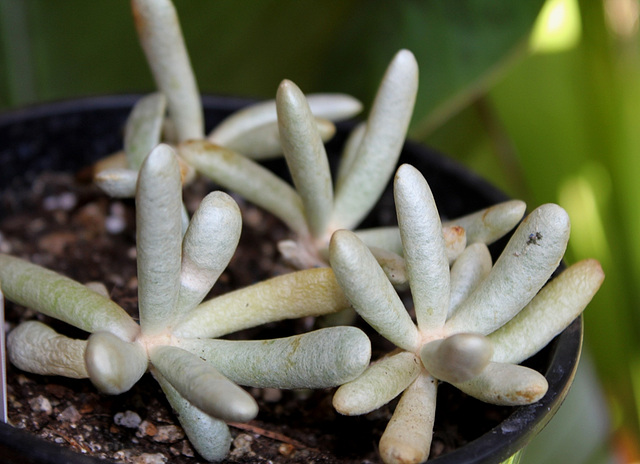 Senecio scaposus sp scaposus (2)