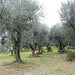Olivenhain am Gardasee