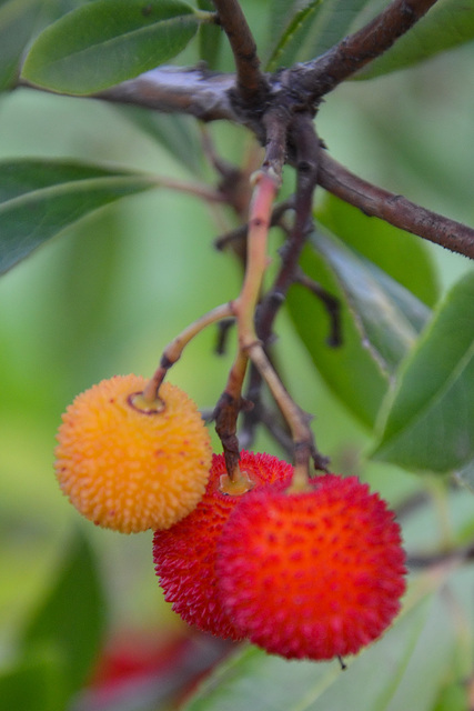 Fruits de l'arbousier...