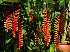 Heliconias