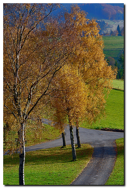 Birken im Licht