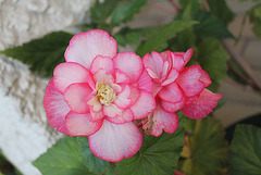 Begonia