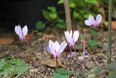 Cyclamen de Naples