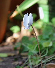 Cyclamen blanche