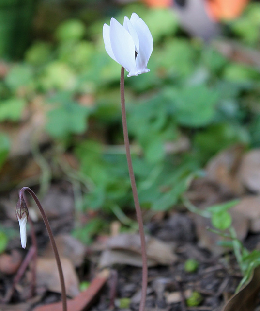 Cyclamen blanche