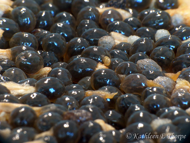 Papaya Seeds Macro - SOOC - They look like eggs from an alien being ... {:o)