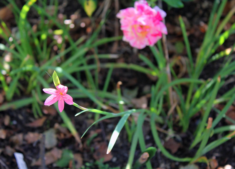 Schizostylis