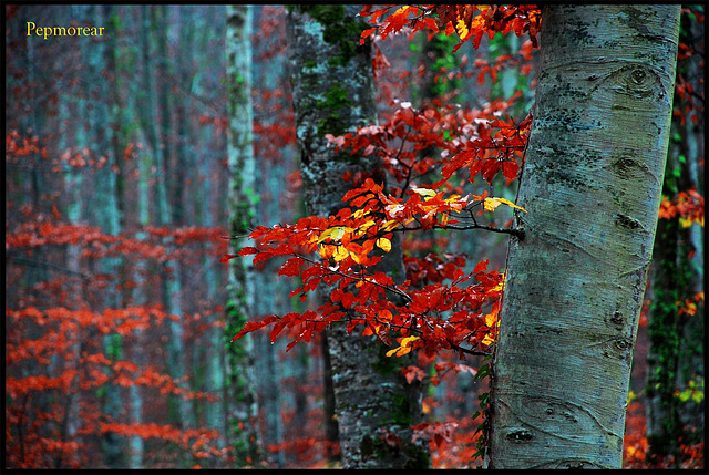 Color a la faixeda