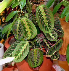 Maranta leucaneura erythroneura