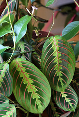 Maranta