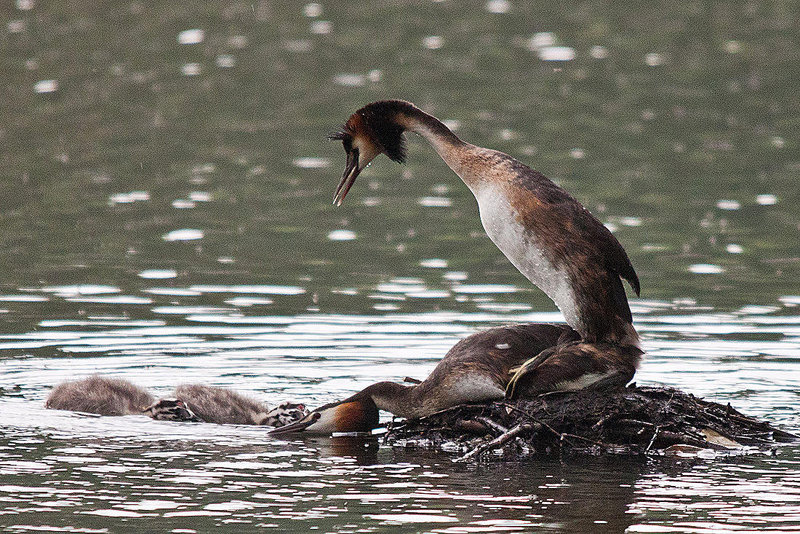 20110517 2596RRTw [D~BI] Haubentaucher (Podiceps cristatus) [JV], Bielefeld