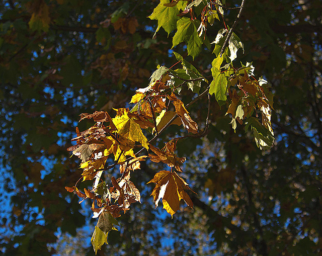 20111001 6558RAfw Herbstfrüchte [Heerhof HF]