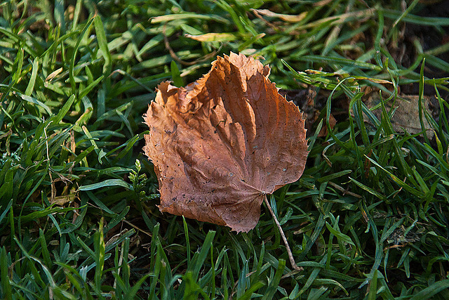 20111001 6555RAfw Herbstblatt [Heerhof HF]