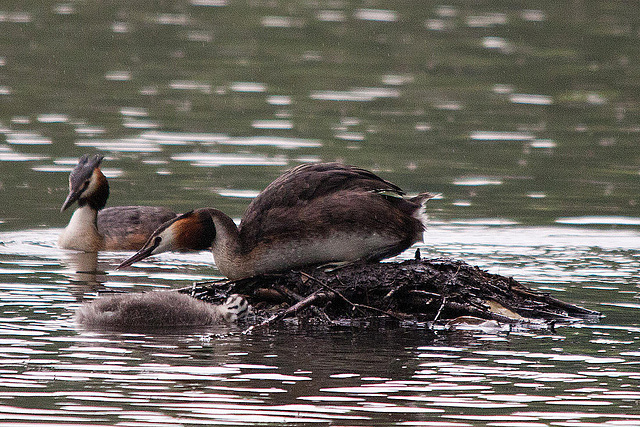 20110517 2593RTw [D~BI] Haubentaucher (Podiceps cristatus) [JV], Bielefeld