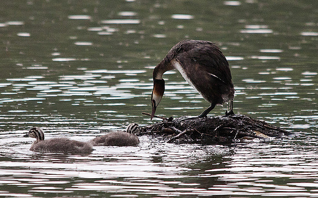 20110517 2592RTw [D~BI] Haubentaucher (Podiceps cristatus) [JV], Bielefeld