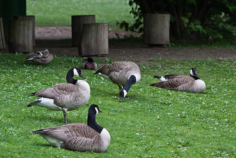 20110517 2590RTw [D~BI] Kanadagnas, Stockente, Bielefeld