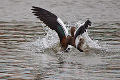 20110517 2589RTw [D~BI] Nilgans, Bielefeld