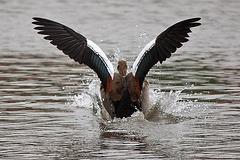 20110517 2588RTw [D~BI] Nilgans, Bielefeld