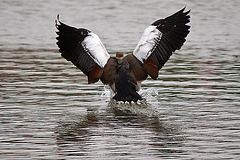 20110517 2587RTw [D~BI] Nilgans, Bielefeld