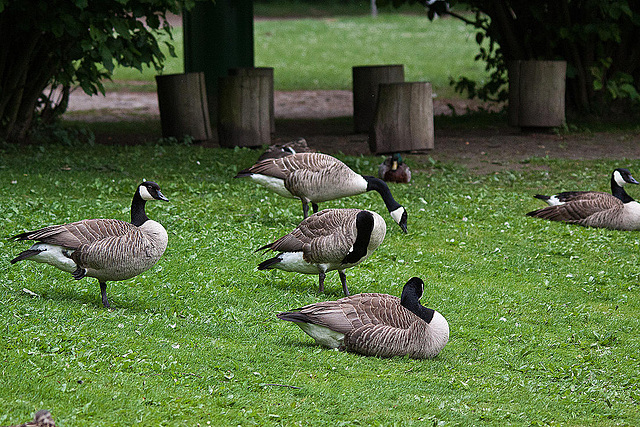 20110517 2584RFTw [D~BI] Kanadagans, Bielefeld