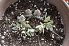 Orostachys  boehmeri ( keiko ?)