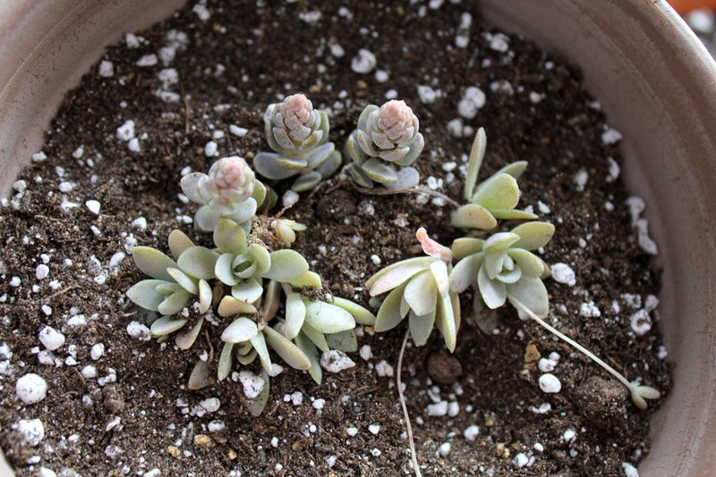 Orostachys  boehmeri ( keiko ?)