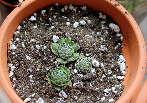 Orostachys spinosa