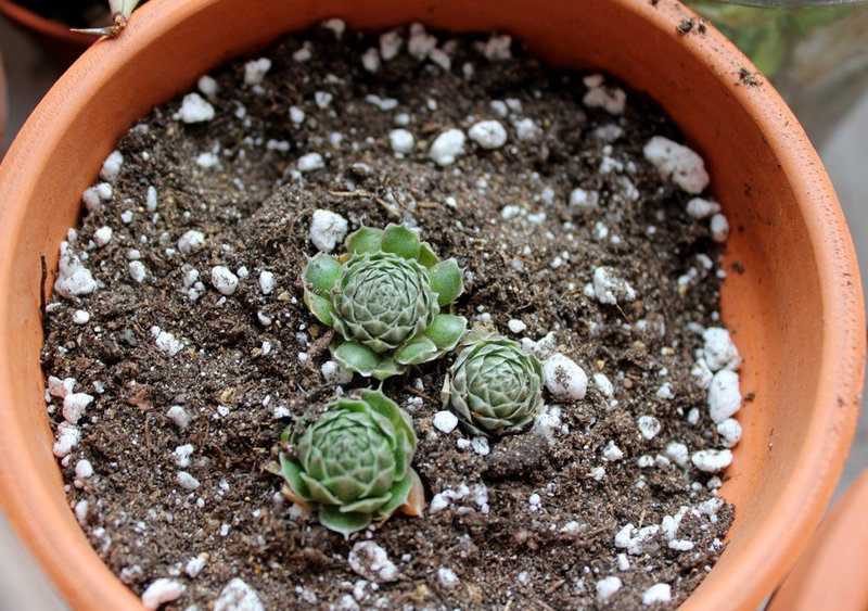Orostachys spinosa