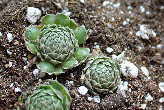 Orostachys spinosa (2)