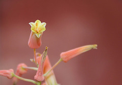 Aloe X (Aloe descoingsii x rauhii probable)