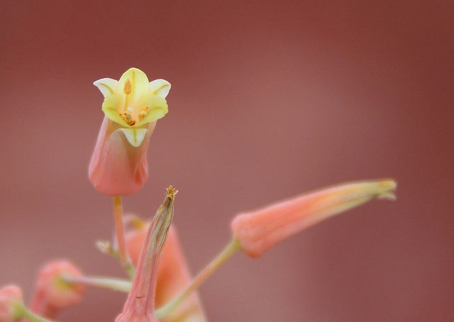 Aloe X (Aloe descoingsii x rauhii probable)