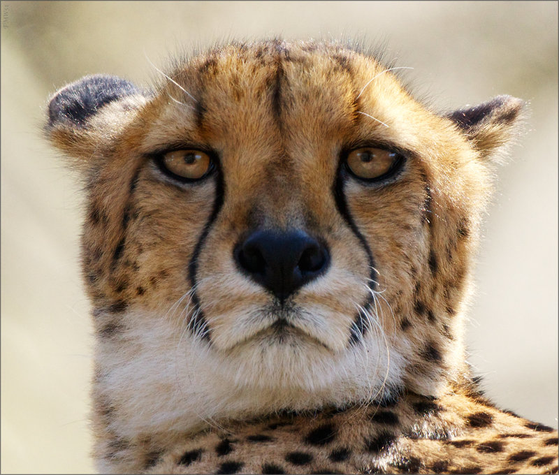 Gepard