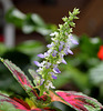Solenostemon
