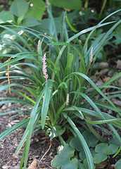 Liriope muscari