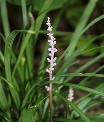 Liriope muscari