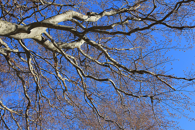 Buche im Herbst