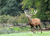 les affres du cerf dominant