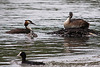 20110517 2579RTw [D~BI] Haubentaucher (Podiceps cristatus) [JV], Blässhuhn, Bielefeld