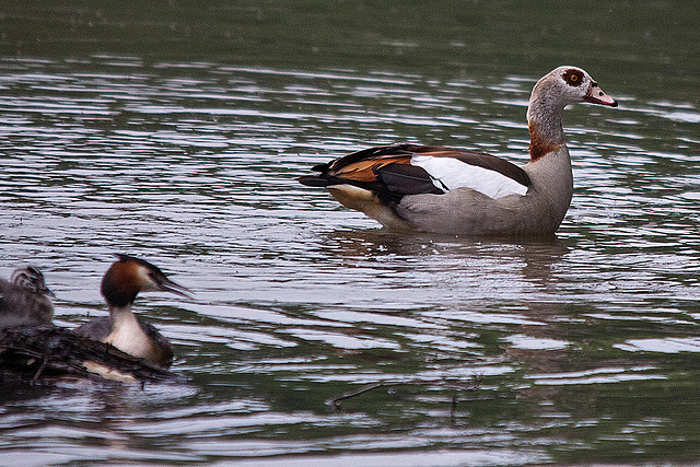 20110517 2572RTw [D~BI] Haubentaucher (Podiceps cristatus) [JV], Nilgans, Bielefeld