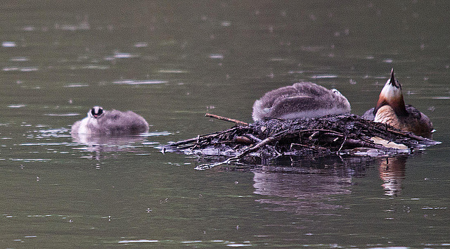 20110517 2570RTw [D~BI] Haubentaucher (Podiceps cristatus) [JV], Bielefeld